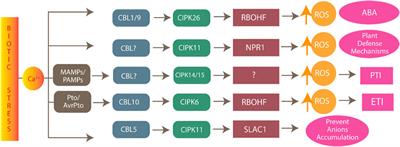 Diverse roles of the CIPK gene family in transcription regulation and various biotic and abiotic stresses: A literature review and bibliometric study